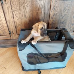 RED GIRL - Great Dane puppy in Moline, Illinois from Armor Amazingly Awesome Great Danes