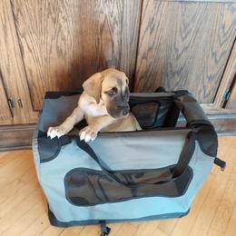 RED GIRL - Great Dane puppy in Moline, Illinois from Armor Amazingly Awesome Great Danes