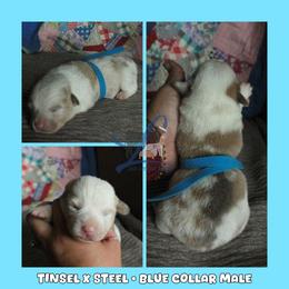 Blue Male - Blue male Pembroke Welsh Corgi puppy in Wayne City, Illinois from Lash Livestock & Corgis