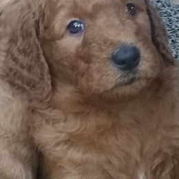 Goldendoodles from Fairwood Goldendoodles