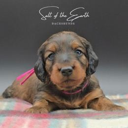 Dark Pink Collar ON HOLD - Red female Dachshund puppy in Zebulon, North Carolina from Salt of the Earth Dachshunds