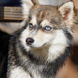 Bindi - Pomsky