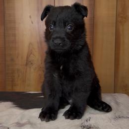 Shoka - Black male German Shepherd puppy in Beech Grove, Arkansas from Ze Zadnich lesu