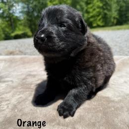 Orange - Black female German Shepherd puppy in Terra Alta, West Virginia from Shepherd Country Farm and Kennels