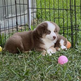 Miniature American Shepherd Puppies from Fruition Farms