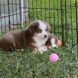 Miniature American Shepherd Puppies from Fruition Farms