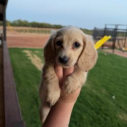 Sarah - Cream female Dachshund puppy in Stamford, Texas from West Texas Miniature Dachshunds
