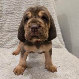 Red Boy - Liver and tan male Bloodhound puppy in Gillette, Wyoming from Whispering Winds Homestead 307