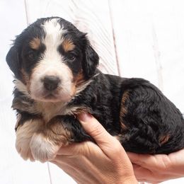 Pink Collar Female - Black rust and white Bernese Mountain Dog puppy in Collinsville, Texas from Berner Dynasty