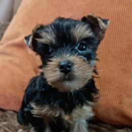 Fred - Blue and gold male Yorkshire Terrier puppy in Potomac, Maryland from Fabiana's Yorkshire Terriers