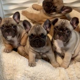 French Bulldog Puppies from Piper’s Pups