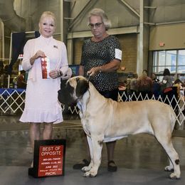Mastiff All Grown Up from Luper’s Country Critters