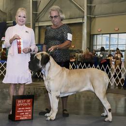 Mastiff All Grown Up from Luper’s Country Critters