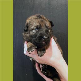 Lime - Sable female German Shepherd puppy in Maricopa, Arizona from Royalty German Shepherds