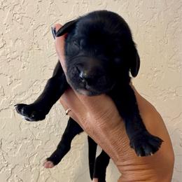 Lu's boy 1 - Black and white male Bernedoodle puppy in Marlow, Oklahoma from Crider’s Critters