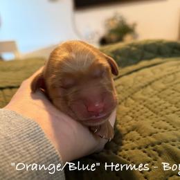 Hermes - Dark golden male Golden Retriever puppy in Weston, Missouri from Love is Golden