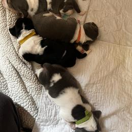 Basset Hound Puppies from Laura Lankford