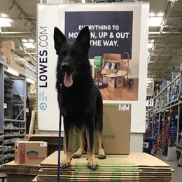 German Shepherds from RHS