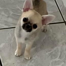 Muñe - Sable spotted white female Chihuahua puppy in Miami, Florida from GioVel Chihuahua and Italian greyhounds