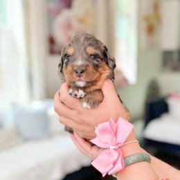 Peony-Light Pink - Merle female Bernedoodle puppy in Ontario, California from Teddy Doodles & Standard Poodles