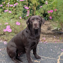 Rain - Labrador Retriever