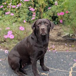 Rain - Labrador Retriever
