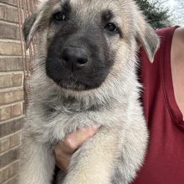 Black collar - Sable male German Shepherd puppy in Falcon, Missouri from K2D2 Farm