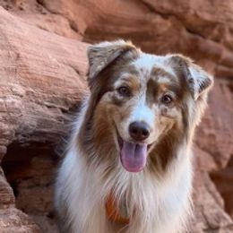 Australian Shepherds from Palomino Australian Shepherds