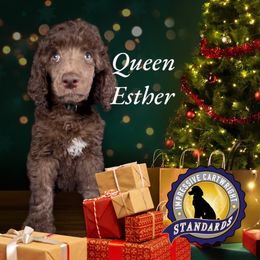 Green - Queen Esther - Poodle puppy from Impressive Cartwright Poodles