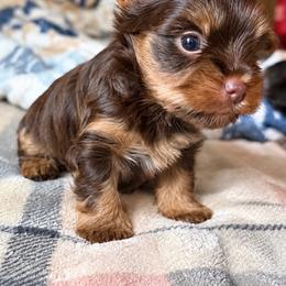 Brownie - Chocolate and tan male Yorkshire Terrier puppy in Springfield, Ohio from LUXEYPUPS