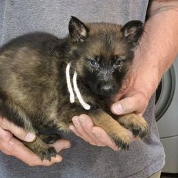 Two Girl - Black female German Shepherd puppy in Lake George, Colorado from High Country German Shepherds