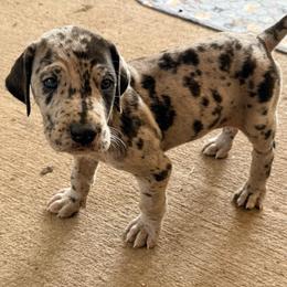 Drake - Merle male Great Dane puppy in Jerusalem, Arkansas from Mara Danes