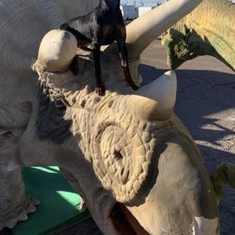 Ibizan Hound and Manchester Terrier Puppies from Ahram Ibizan hounds and Manchester Terriers