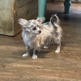 Sky - Chihuahua