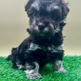 Butterscotch - Chocolate male Havanese puppy in Hendersonville, North Carolina from Kim's Cove