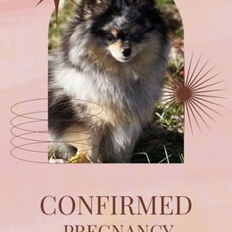 Pomeranian puppies from J&A Poms