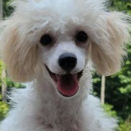 Poodles from P & P CKC Toy Poodles of Lake Norman