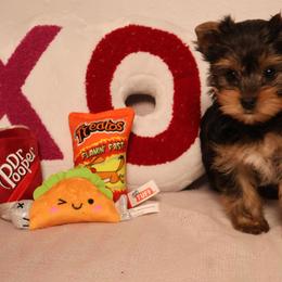 Reme - Black and tan male Yorkshire Terrier puppy in Greenwood, Wisconsin from Selah and Co.