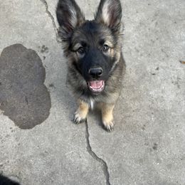German Shepherd Puppies from Fancy GSDs