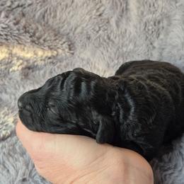 Black boy 1 - Black male Poodle puppy in Bauxite, Arkansas from Mountain Ridge Poodles
