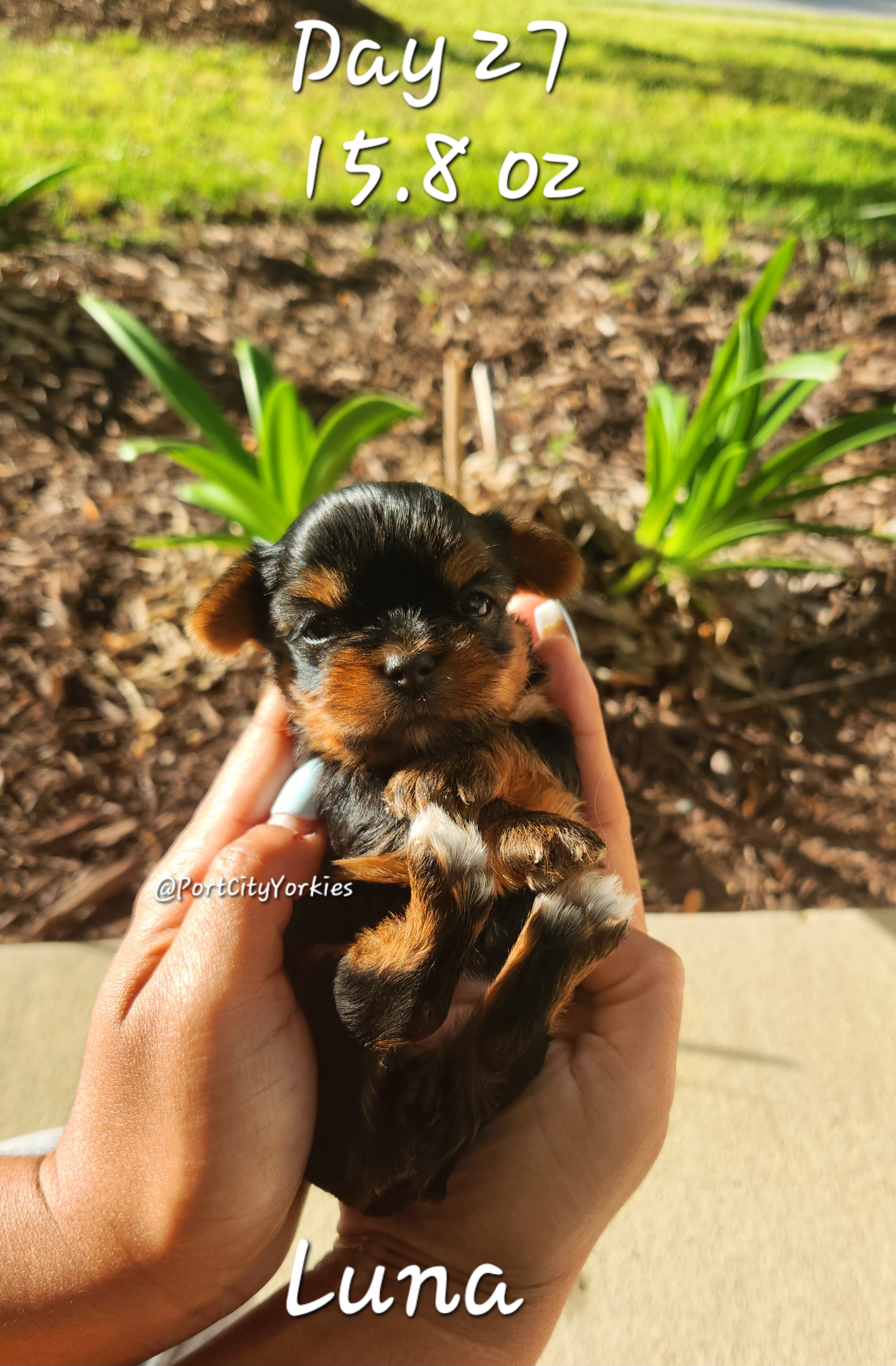 Yorkshire Terrier Puppies from Port City Yorkies LLC
