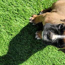 Boxer and Toy Australian Shepherd Puppies from LJK Boxers & Toy Aussies
