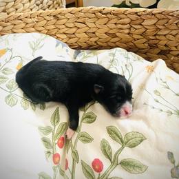 Raisin - Tri-color female Pomsky puppy in Greenville, South Carolina from Thicketty Mountain Pomskies