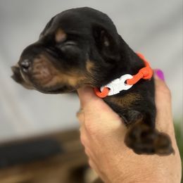 Falcon - Black and rust male Doberman Pinscher puppy in Aredale, Iowa from Royal Dynasty Dobermann Kennel