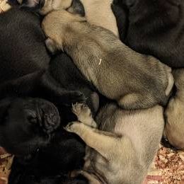 Pugs from Grumble Acres