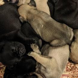Pugs from Grumble Acres