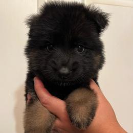 Bane - Black and red male German Shepherd puppy in Quartz Hill, California from Von Gonzalez Kennel