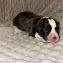 Oak (Red Collar) - Brindle and white male Cardigan Welsh Corgi puppy in Clio, Michigan from Old Oak Cardigans