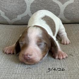 Girl 1 - Dapple female Dachshund puppy in Joshua Tree, California from Desert Dreams Ranch