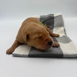 Green - Yellow male Labrador Retriever puppy in Heath Springs, South Carolina from Rich Hill Retrievers